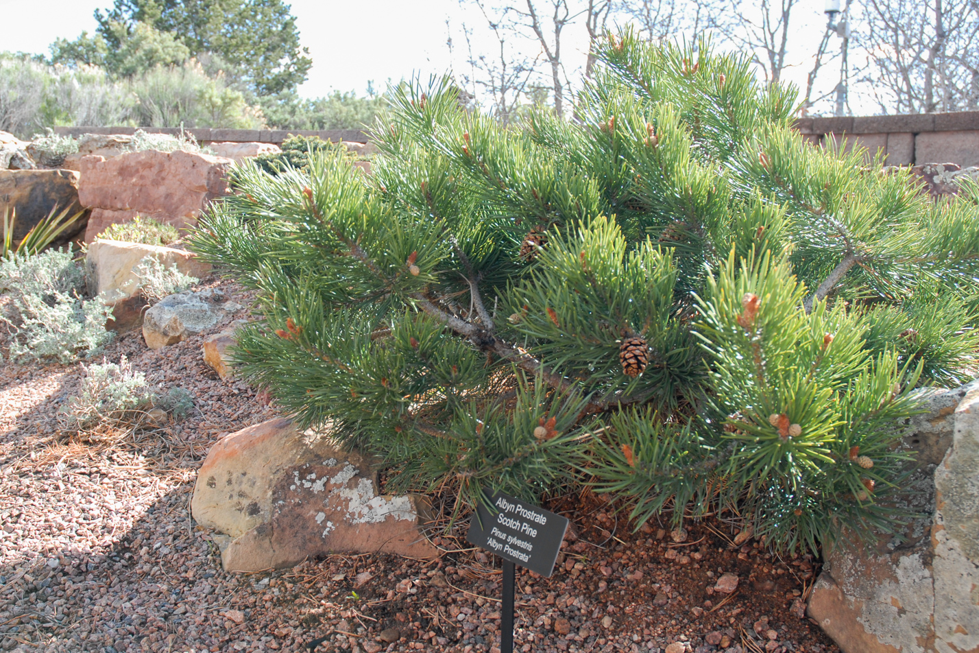 Albyn Prostrate Scotch Pine